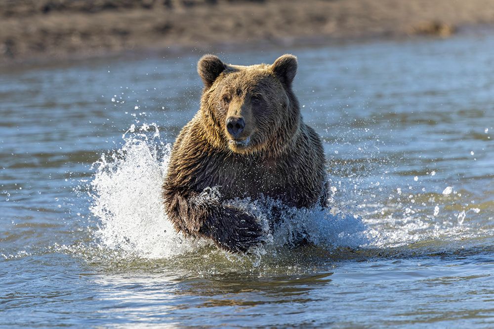 Grizzly bear chasing fish in Silver Salmon Creek-Lake Clark National Park and Preserve-Alaska